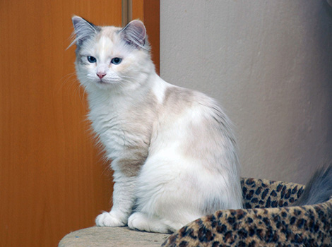 Jolie vom Ohlenberg